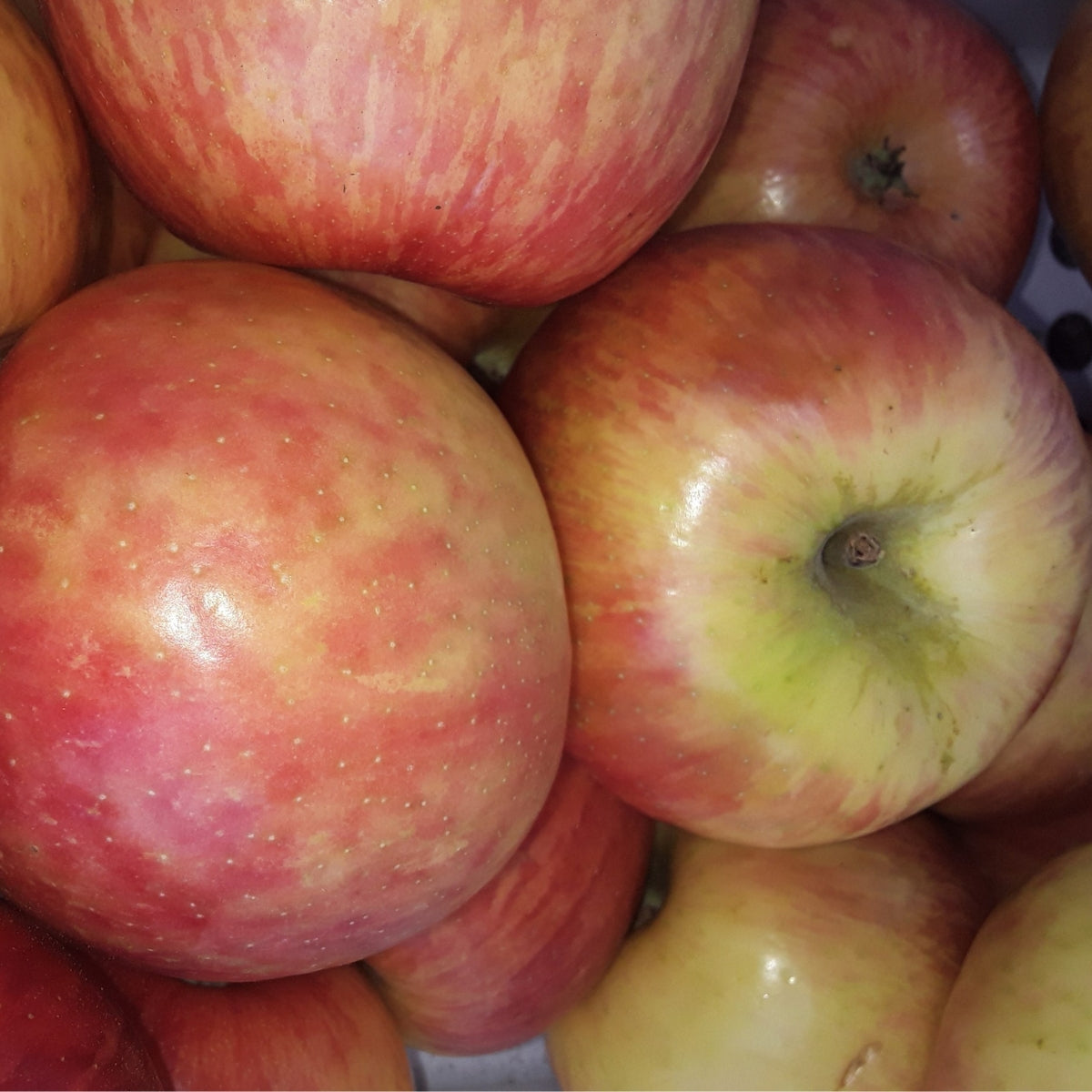 Apples | Delightfully Rich, Sweet and Honey Like Flavor