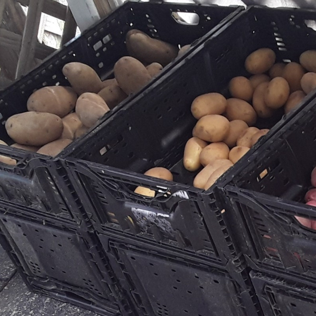 Russet Baking Potatoes | Versatile and Nutrient-Rich