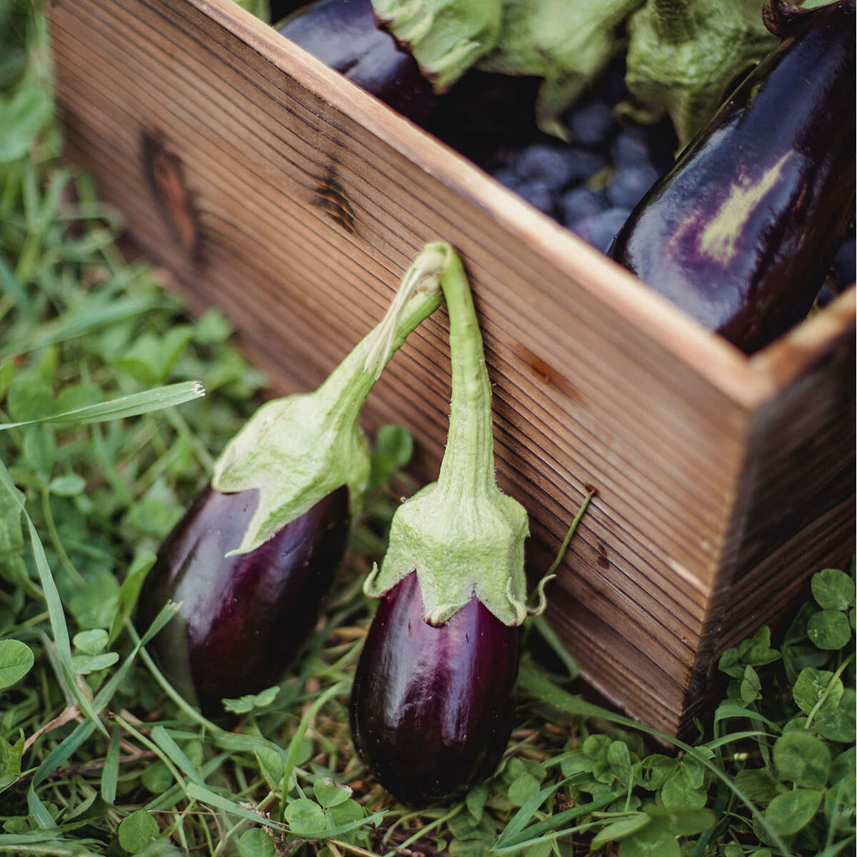 Eggplant