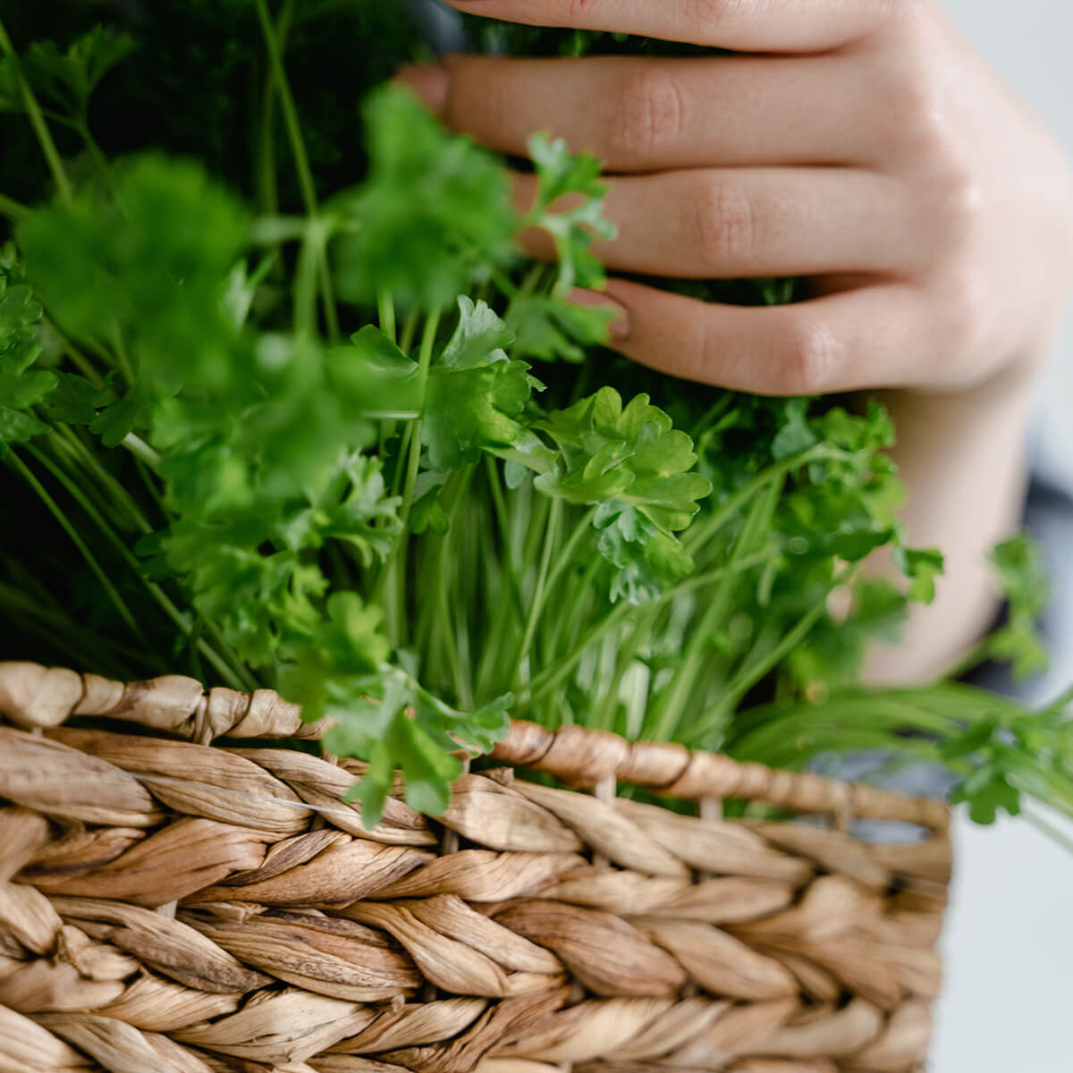 Flavorful Herb Cilantro