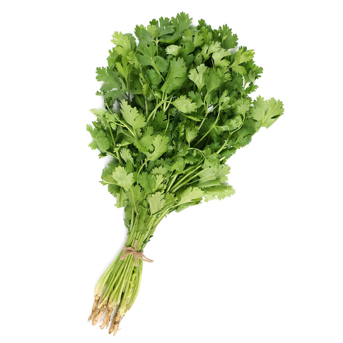 Healthy Cilantro