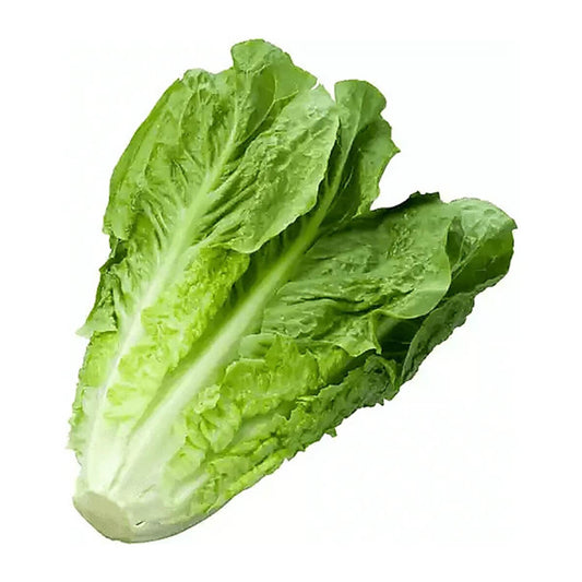 Healthy Romaine Lettuce