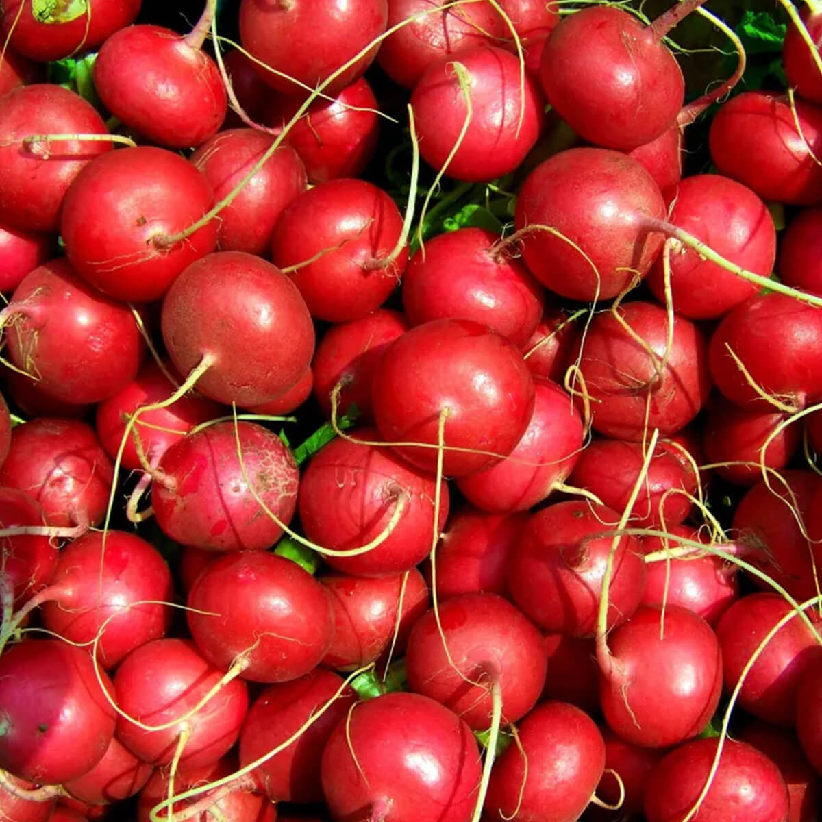 Loose Radish