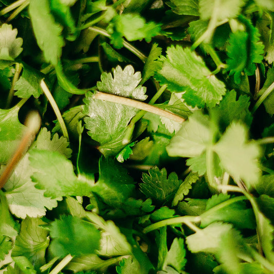 Nutritious Cilantro