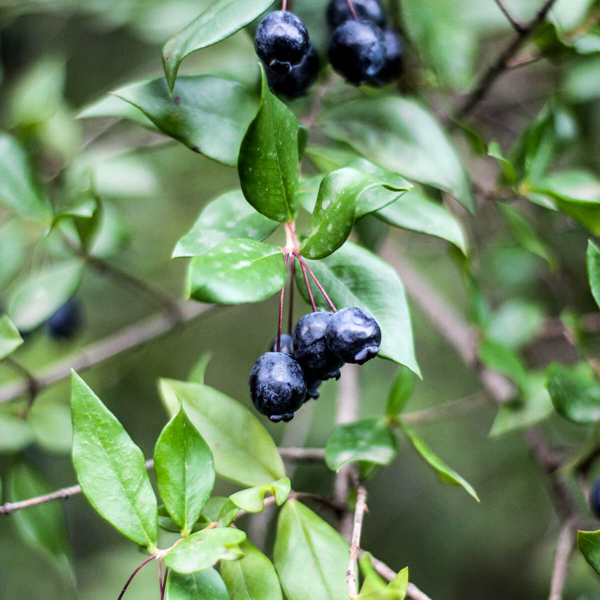 Tasty Blueberries