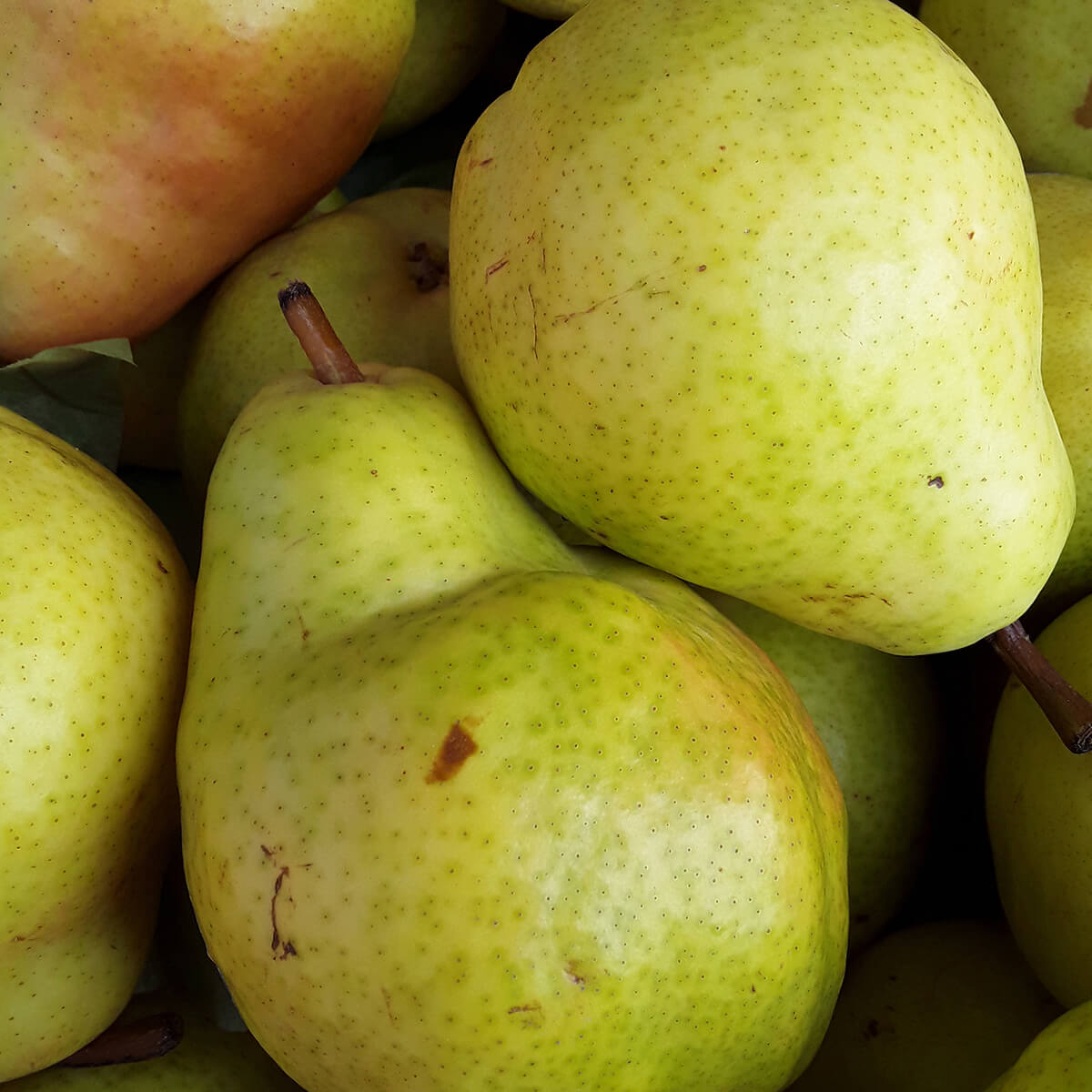 Watery Pears