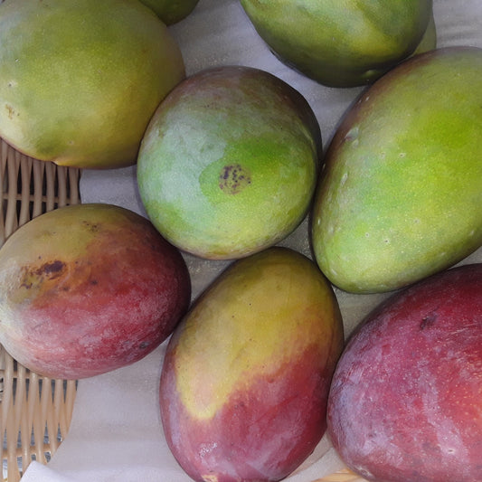 Mango | Delight in the Tropical Fruit King's Sweet Bounty