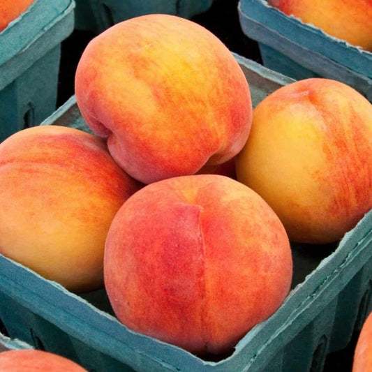 Juicy Peaches | Sweet, Summertime Delight