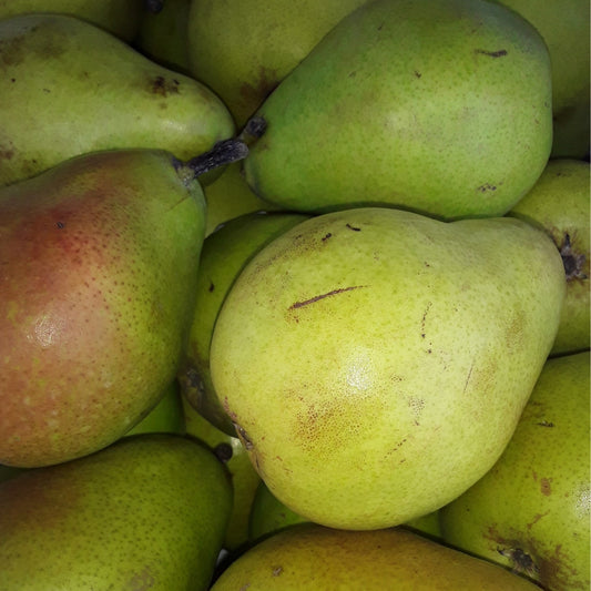Pears | A Crisp and Soft Bell-Shaped Fibrous Fruit