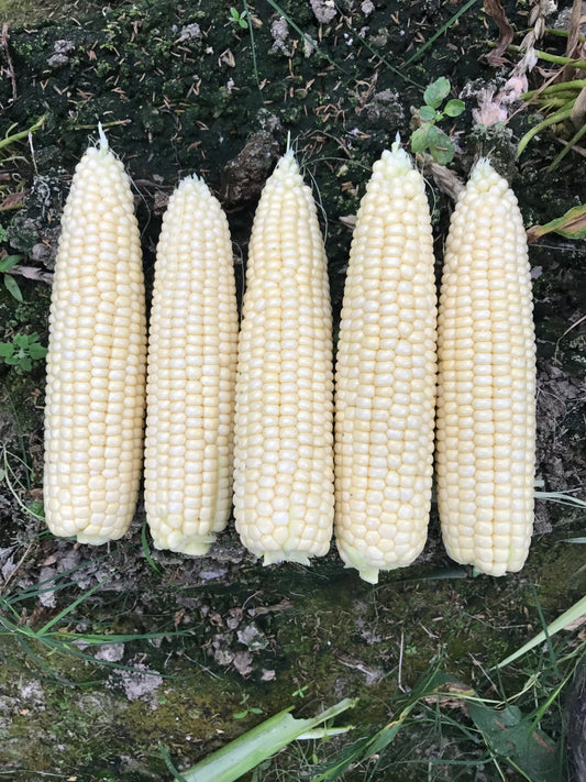 Local White Corn (dozen)