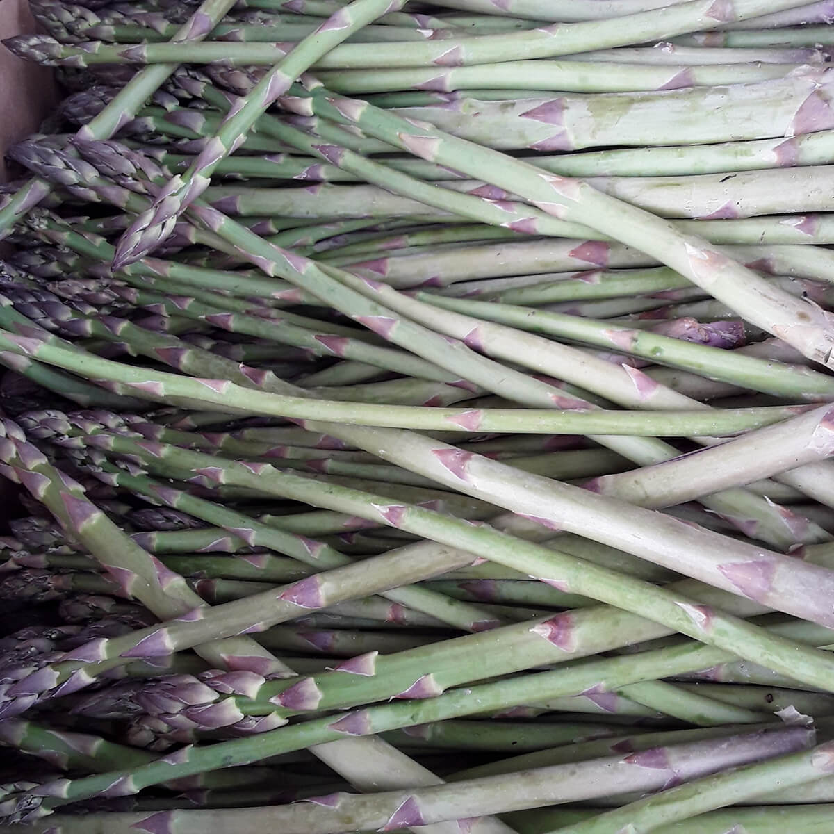 Affordable Asparagus