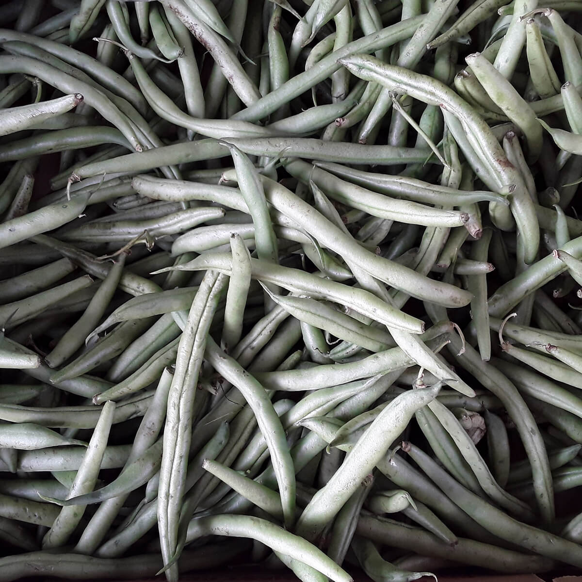 Affordable Green Beans
