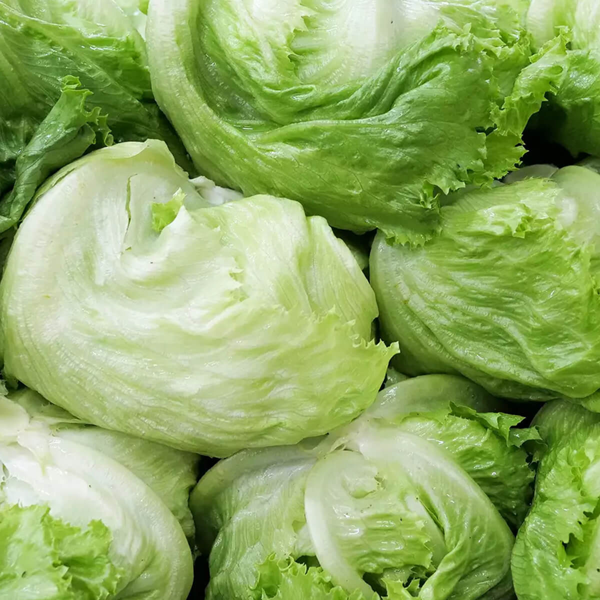 Affordable Iceberg Lettuce
