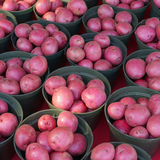 Red Potatoes | Thin, Subtly Colorful Perfect Side Dish