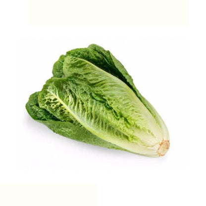 Crunchy Romaine Lettuce