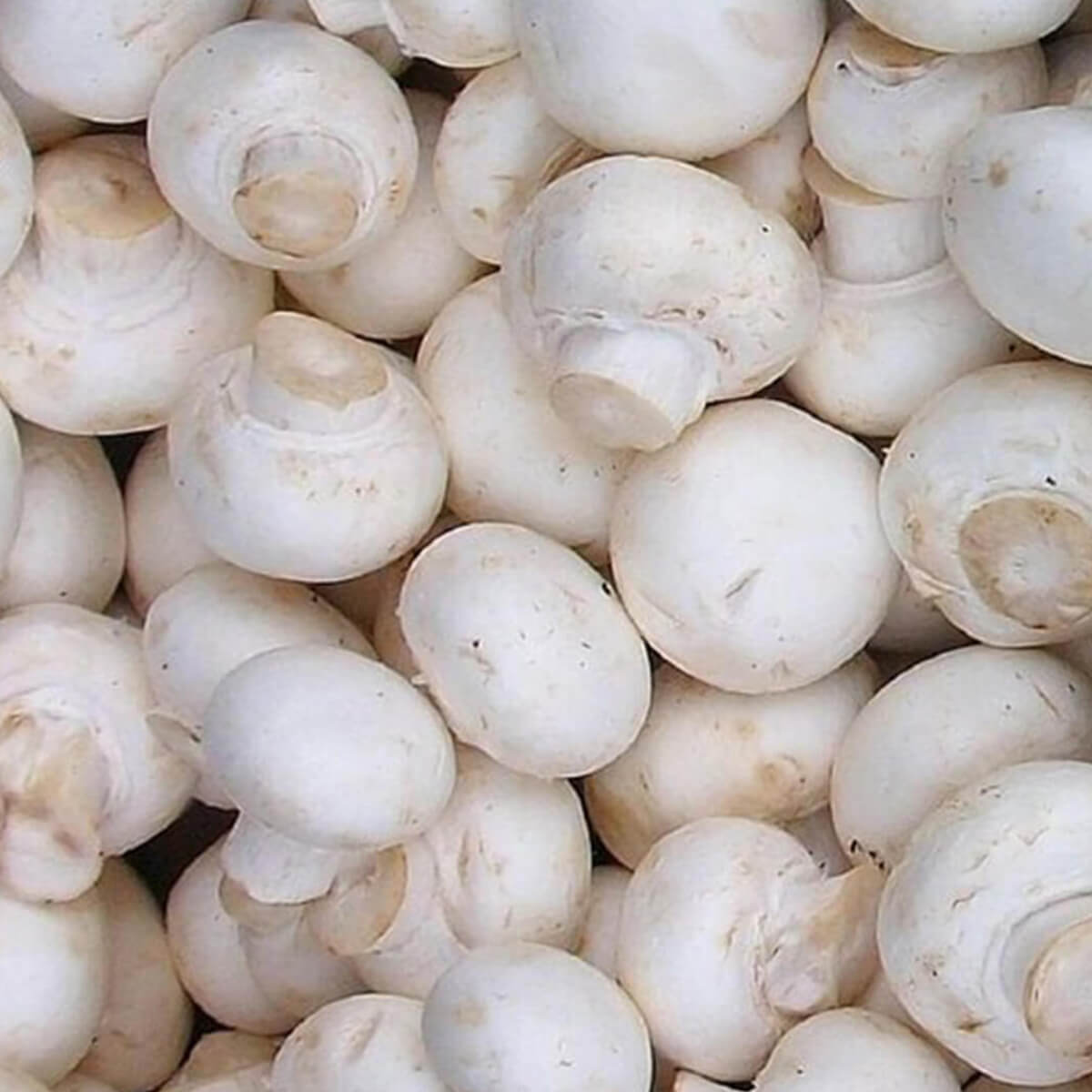 Crunchy White Mushrooms