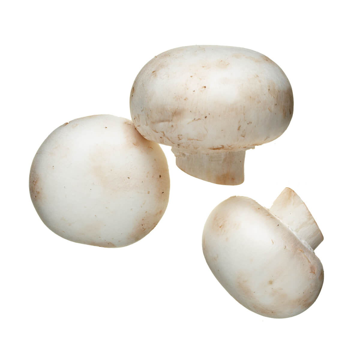 Mildest Tasting White Mushroom