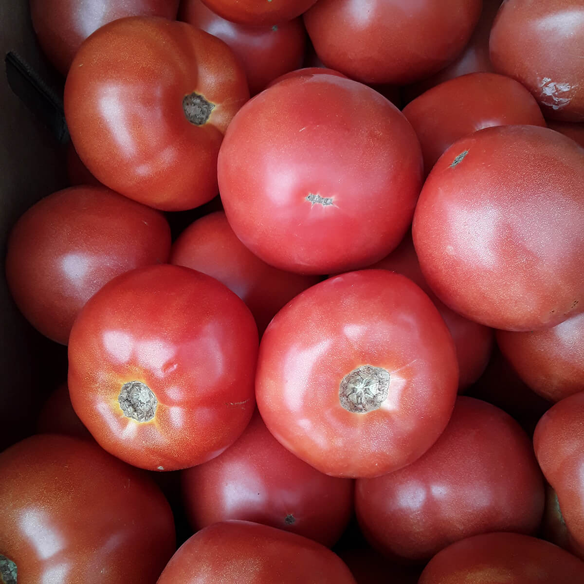 Nutritious Roma Tomatoes