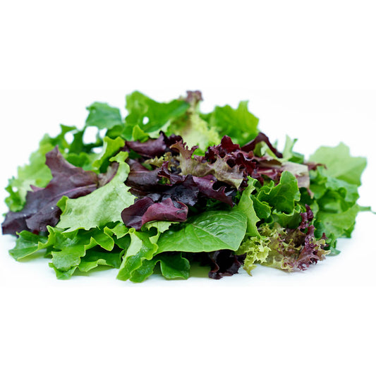 Nutritious Spring Mix Lettuce