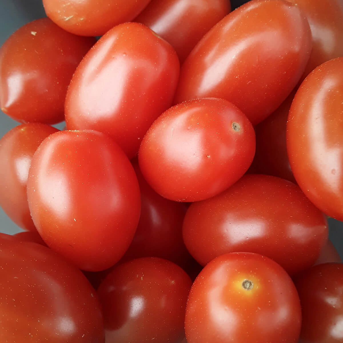 Roma Tomatoes