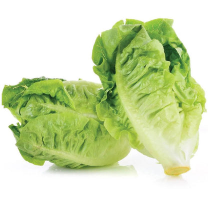 Tasty Romaine Lettuce